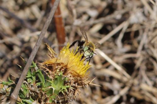 Anthophora fulvodimidiata